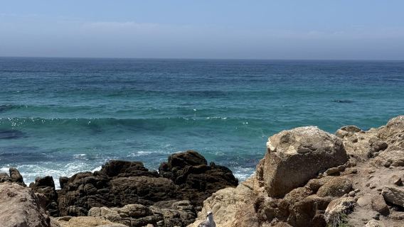 San Francisco coastline 1-day tour: Monterey + Carmel-by-the-Sea + 17 Mile Dr (join-in tour)
