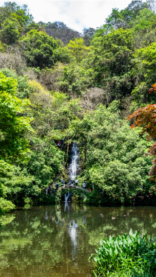 Hangzhou Nine Creeks in the Misty Forest + Yanxia Cave hiking + Longjing Village tea experience + Shangtianzhu Faxi Temple leisurely walk 1-day tour