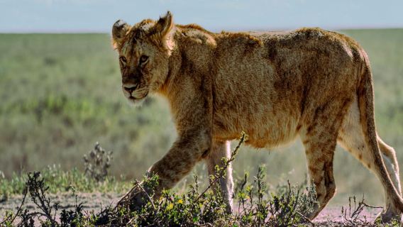 3-Day World-Famous Serengeti National Park Private Safari Trip