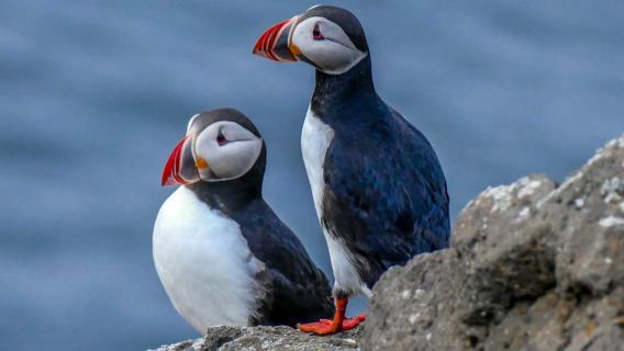 Húsavík: Big Whales and Puffin Island Speedboat Tour