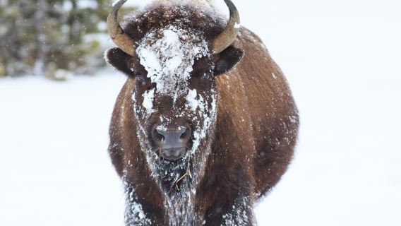 From Jackson Hole: Half-Day Grand Teton Winter Wildlife Tour