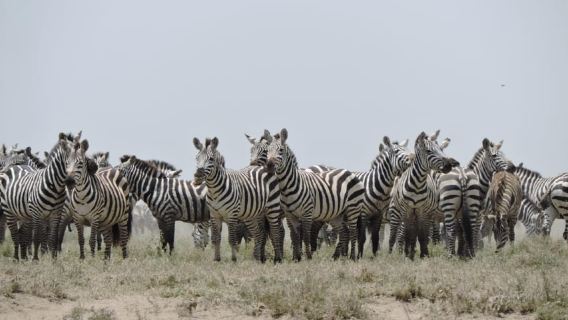 From Arusha/Karatu: Ngorongoro Crater Day Trip with Lunch