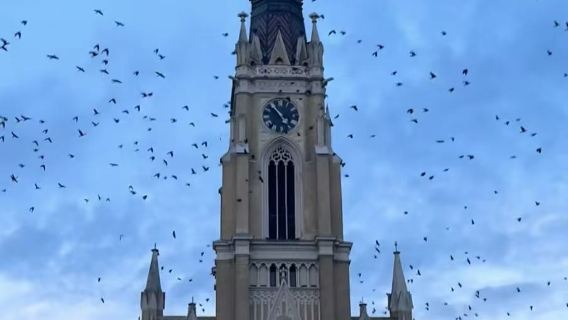 Serbia Belgrade - Novi Sad Katedral Novi Sad Dataran Bebas lawatan sehari
