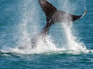 2 Hour Whale-Watching Cruise 