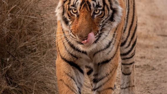 Private 8-Day Golden Triangle Tour with Ranthambore Tiger Safari and Local Guide