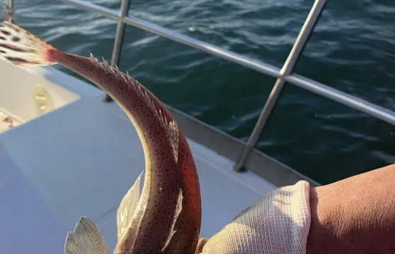 山東煙台芝罘島出海海釣體驗/漁民體驗【海釣3小時/可免費加工/含魚竿魚餌/多種船型可選/包船聚會團建】