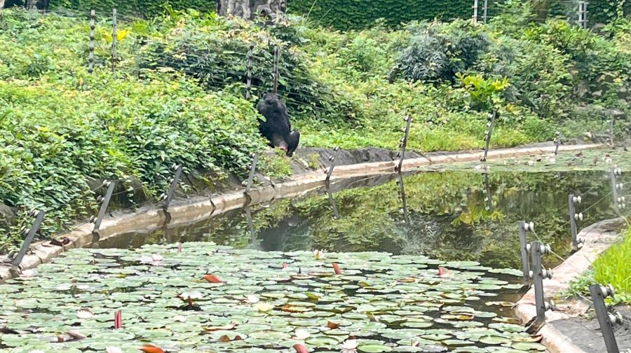 重慶解放碑步行街+洪崖洞民俗風貌區+渣滓洞+重慶動物園+李子壩輕軌站一日遊