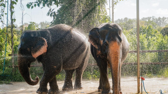 [เชียงใหม่] ค่ายอนุรักษ์ช้างแม่สา|มาเล่นสนุกกับช้างเชียงใหม่กันเถอะ