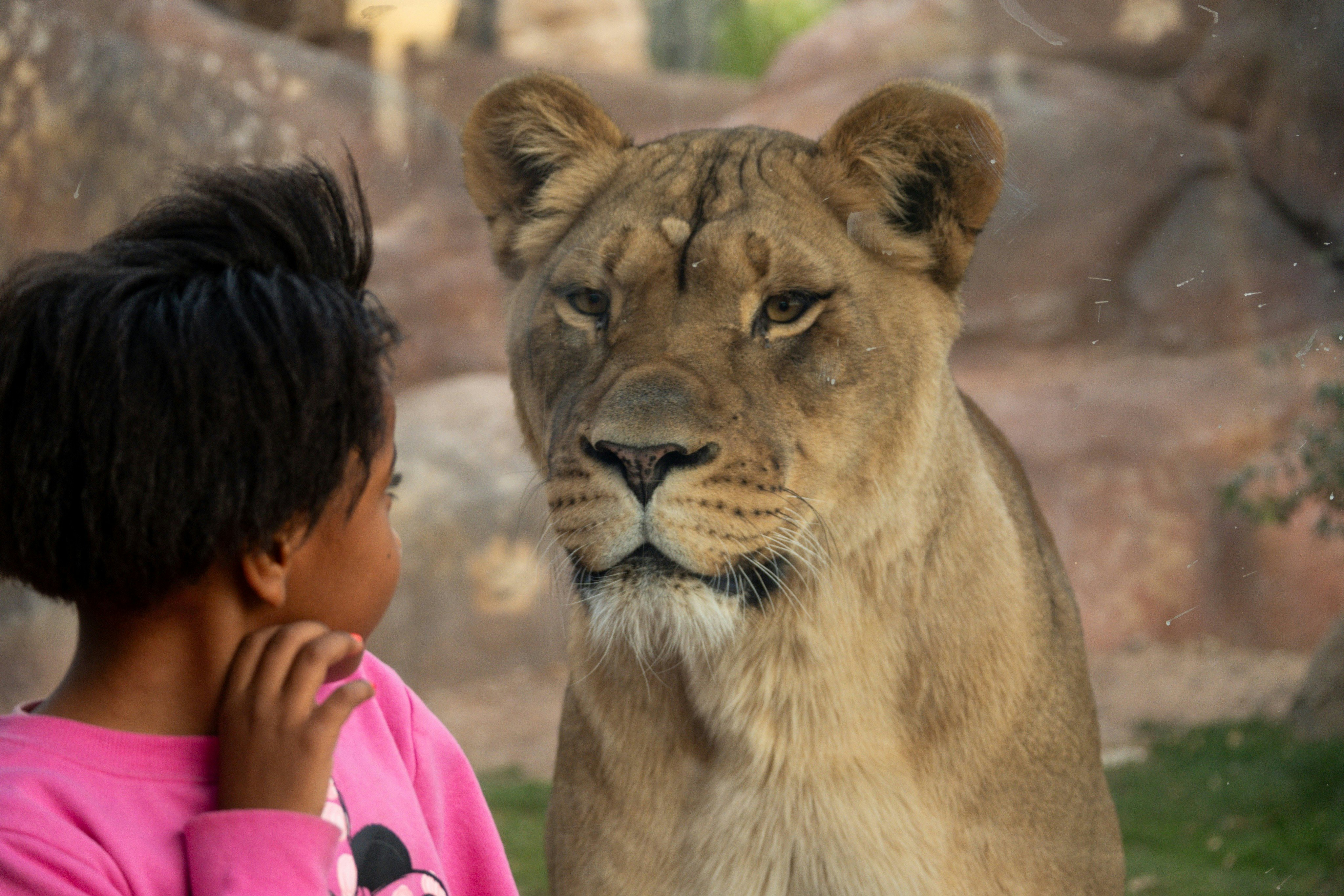 Phoenix Zoo: Entry Ticket