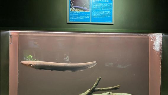 愛知郡日遊