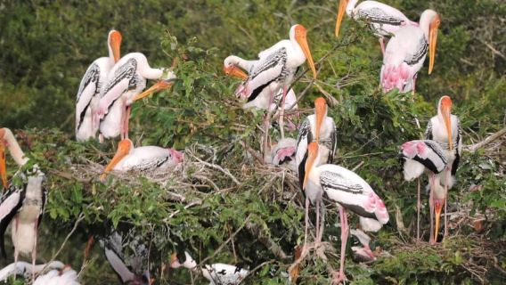 Desde el puerto de Hambantota: Safari de medio día con todo incluido en Yala