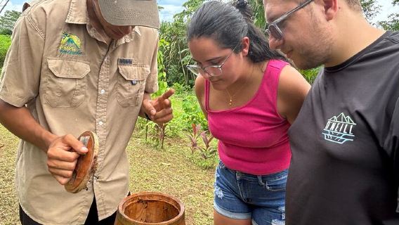 Discover the fascinating world of native bees and healing honey
