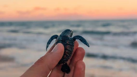 Bali: Esperienza di equitazione e rilascio di tartarughe a Saba Beach