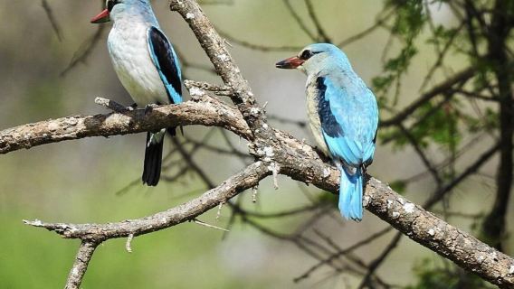 坦桑尼亞【塔蘭吉雷國家公園】邂逅巨象與猴麵包樹
