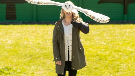 Cliffs of Moher & Aillwee Cave: Boat Tour from Dublin