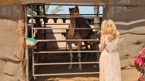 Al Ain: Private Guided Day Tour from Abu Dhabi