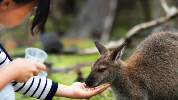 【零距離袋鼠】澳洲黃金海岸拜倫灣+燈塔+血紅湖+昆巴一日遊