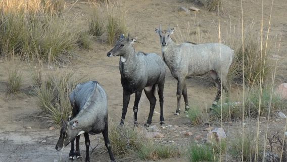 Ein Tagesausflug zur Jawai-Leoparden-Safari und zum Ranakpur Jain-Tempel ab Jodhpur.