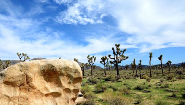 美國洛杉磯來回+約書亞樹國家公園+棕櫚泉一日遊【中文包車】