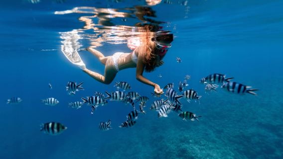 From Stone Town: Mnemba Snorkeling & Dolphins Experience