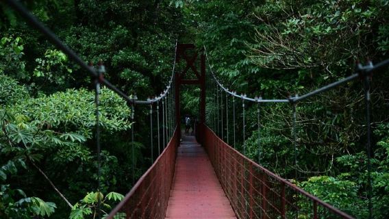 Naturhistorie Vandretur i Monteverde Skyggekovs Reserve