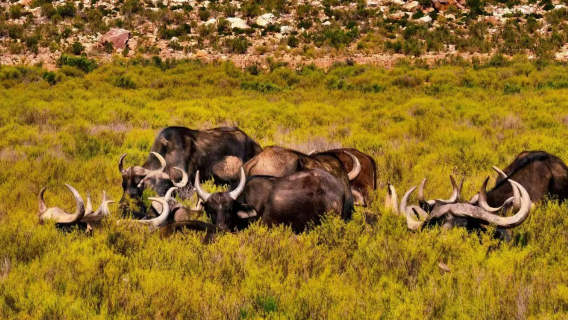 Cape Town - Safari Big Five Afrika - lawatan sehari sewaan peribadi