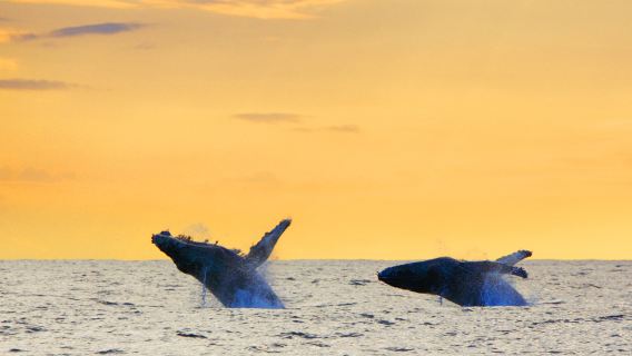 Winter-limited whale-watching experience in Okinawa | Depart from Naha · 3 hr shared charter / private charter