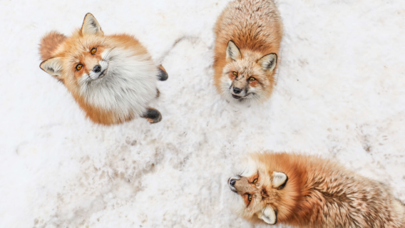 宮城藏王狐狸村+松島+円通院一日遊【冬季限定|仙台包車遊】