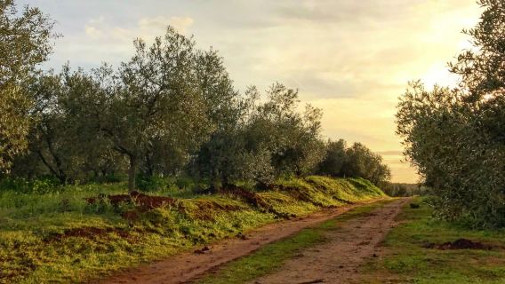 Azienda agricola di olio d'oliva di Siviglia: visita guidata