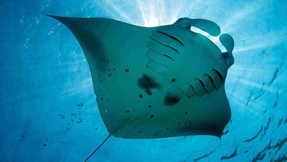 レンボンガン島 シュノーケリングツアー/運が良ければマンタに会える!?【英語・日本語/ホテル送迎/オールインクルーシブ】