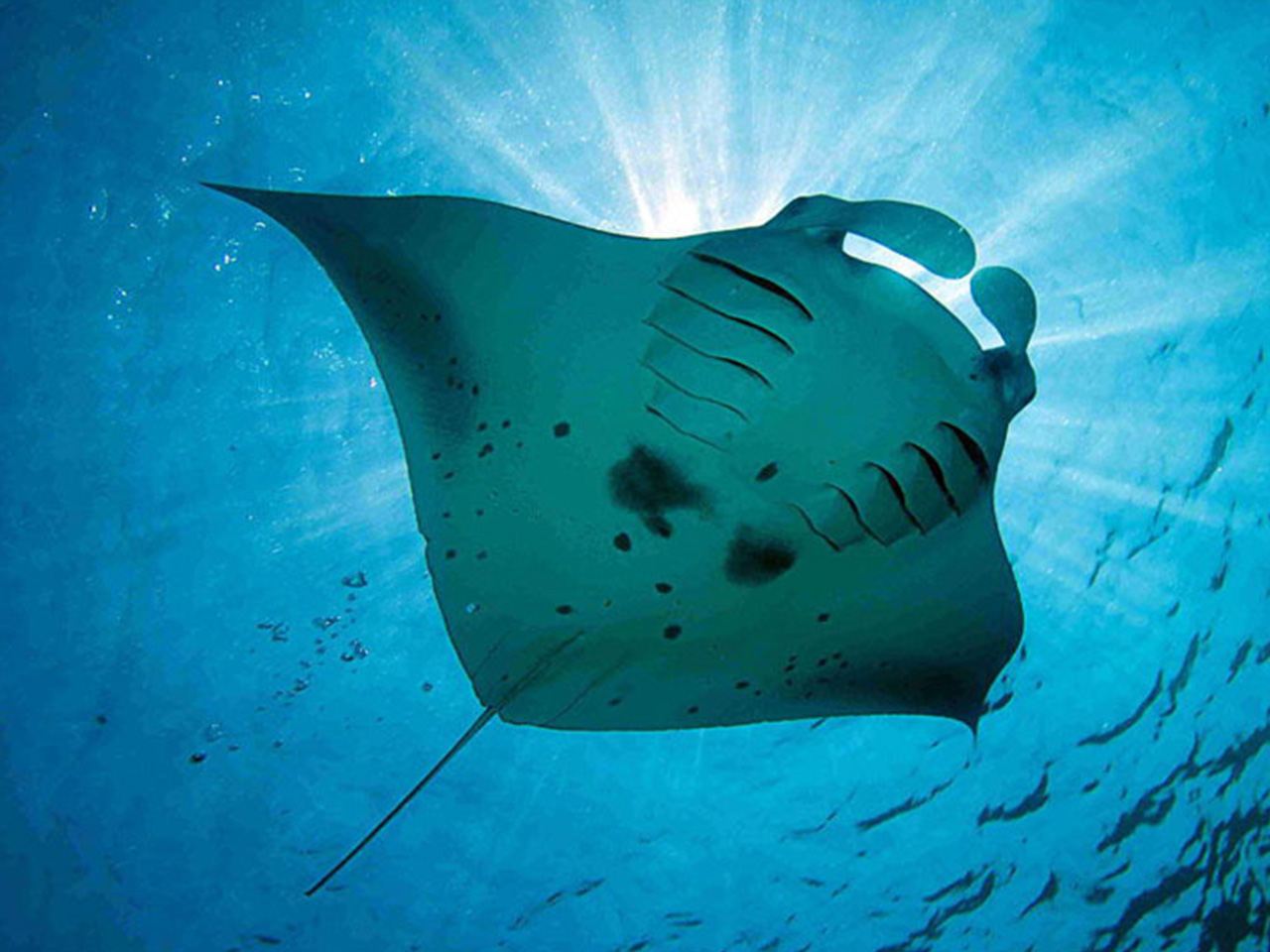 Tour di snorkeling all'isola di Lembongan / Se sei fortunato, potresti avvistare una manta! [Inglese/Giapponese/Prelievo dall'hotel/Tutto incluso]