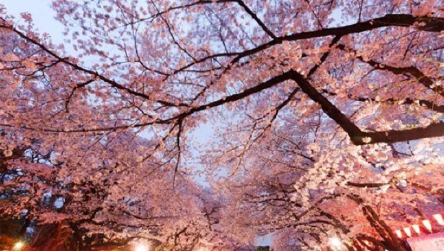 Excursión de un día para ver los cerezos en flor en el Jardín Nacional Shinjuku Gyoen, Chidorigafuchi, Parque Ueno, Parque Sumida y Megurogawa