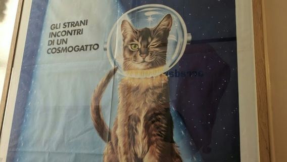 The Cat Cabinet: Entry Ticket