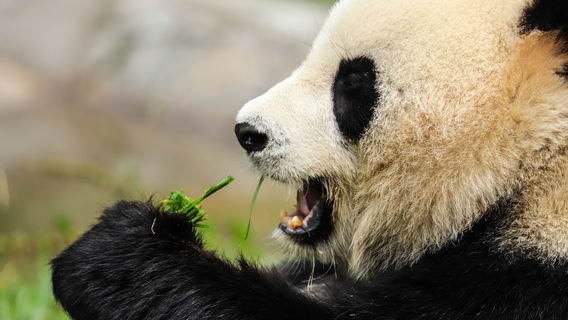 DujiangyanExperiences