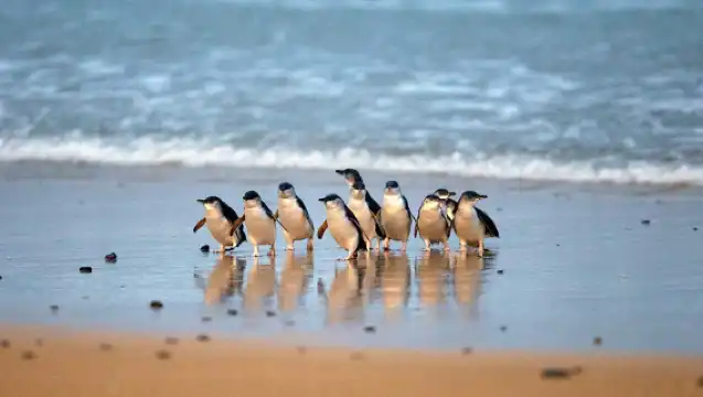 Phillip Island Penguins Express Tour from Melbourne
