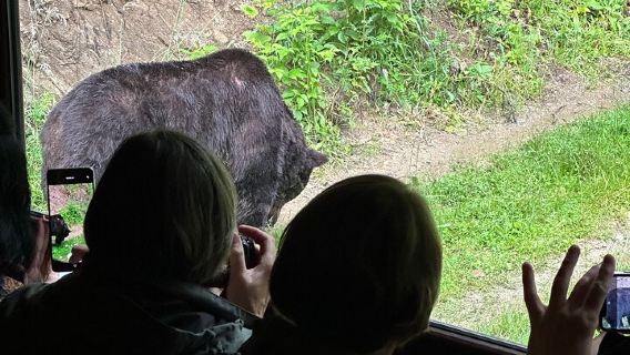 BrasovTours