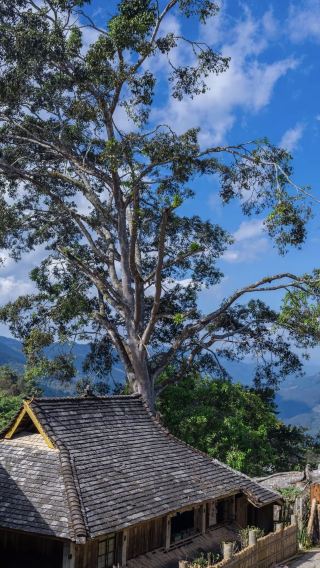 [Chartered Tour] Nuogan Ancient Village + Wengji Ancient Village + Jingmai Mountain One-Day Tour | One Car, One Booking, Door-to-Door Pickup and Drop-off