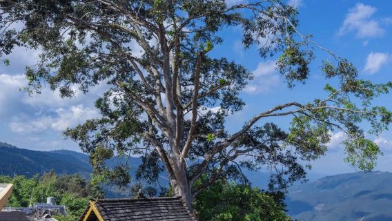 однодневный тур в древнюю деревню Ногань, древнюю деревню Вэнцзи и гору Цзинмай | индивидуальный трансфер/аренда автомобиля с водителем Индивидуальный тур с арендой транспорта