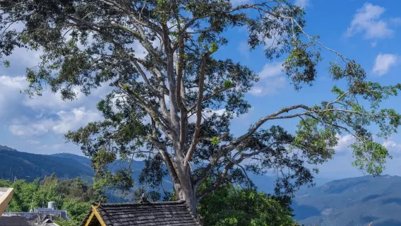 [Chartered Tour] Nuogan Ancient Village + Wengji Ancient Village + Jingmai Mountain One-Day Tour | One Car, One Booking, Door-to-Door Pickup and Drop-off