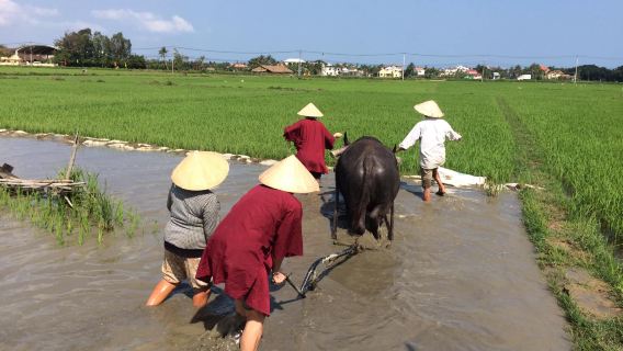 ทัวร์ทำนาข้าวเปียกฮอยอัน ขี่ควายและล่องเรือตะกร้า/คลาสคาเฟ่พร้อมอาหารกลางวัน