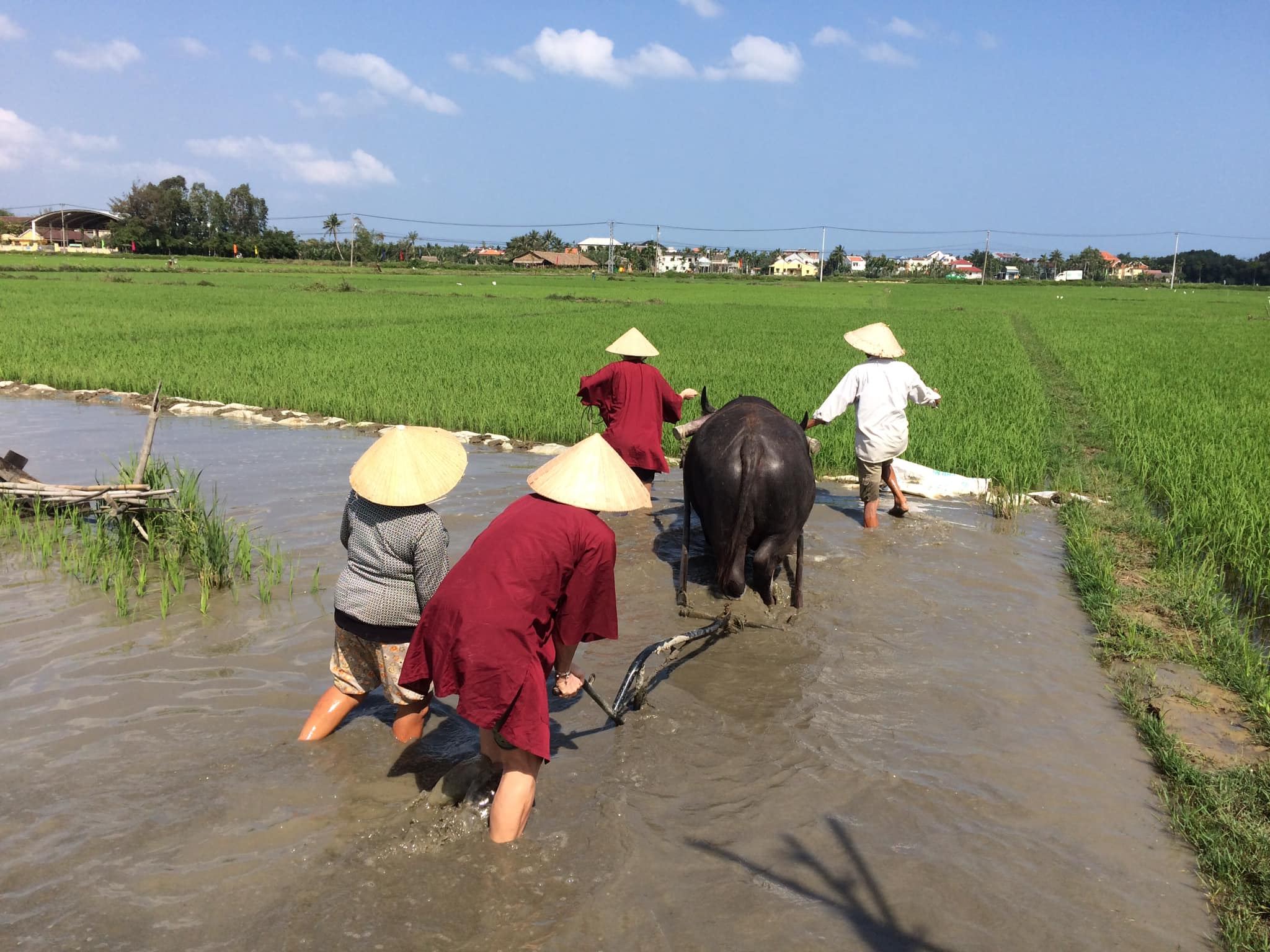 Tour a Hội An con coltivazione del riso in acqua, giro in bufalo e barca a cesto/Lezione in caffetteria con pranzo
