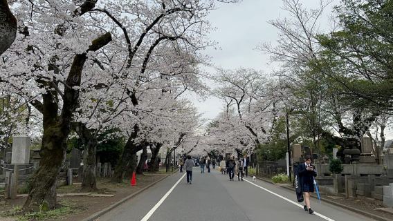 Tokyo : Stroll in the Old traditional town~Yanaka & Nezu