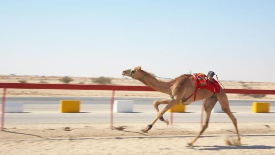 Doha : West Of Qatar Tour With Pickup & Drop-Off