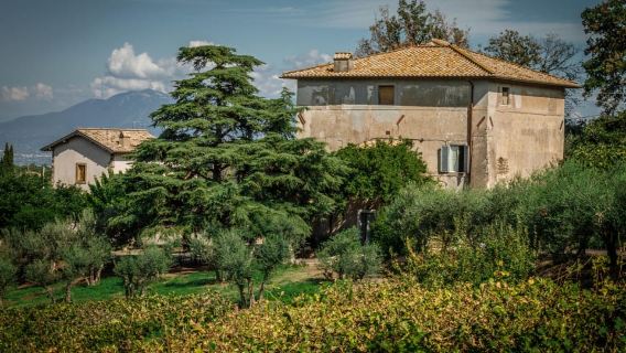 Frascati: Tour rượu vang nửa ngày