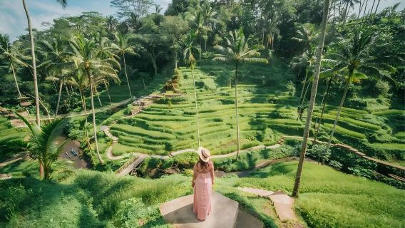 Bali Tempelflucht Tegallalang Reisterrassen + Tirta-Empul-Tempel + Ubud Music Alas Reisterrassen Tagesausflug