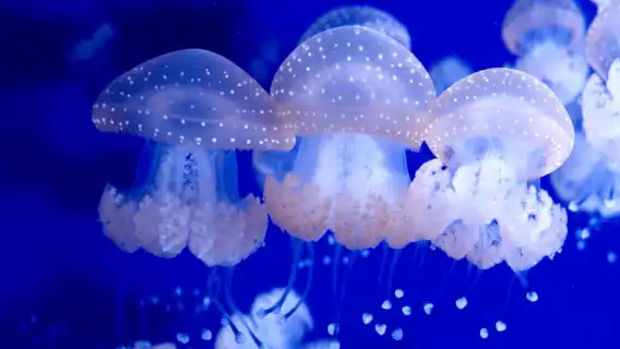 The Florida Aquarium Ticket