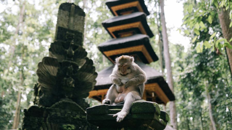 烏布特色獨立包團：聖猴森林、梯田與聖泉寺（半日／全日）