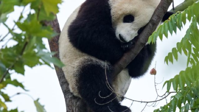 Parc des pandas de Chengdu Dujiangyan + Visite d'une journée à Dujiangyan