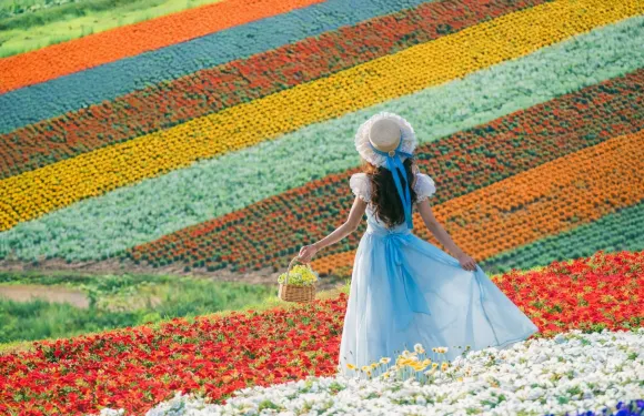 北海道富良野拼湊路·富田農場·四季彩之丘·夏日限定花海一日遊