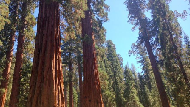 美國舊金山來回優勝美地國家公園一日遊【中文包車12小時】